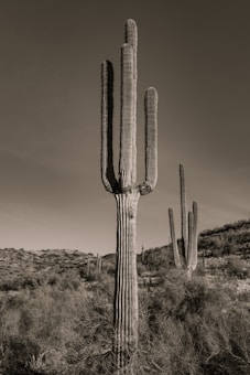 A tall saguaro cactus with multiple arms stands prominently in a desert landscape, surrounded by smaller cacti and shrubs. The background features another saguaro cactus and distant hills under a clear sky.