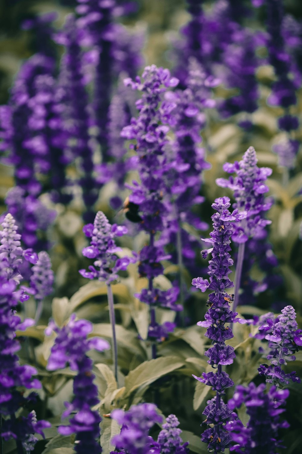 a bunch of purple flowers in a field