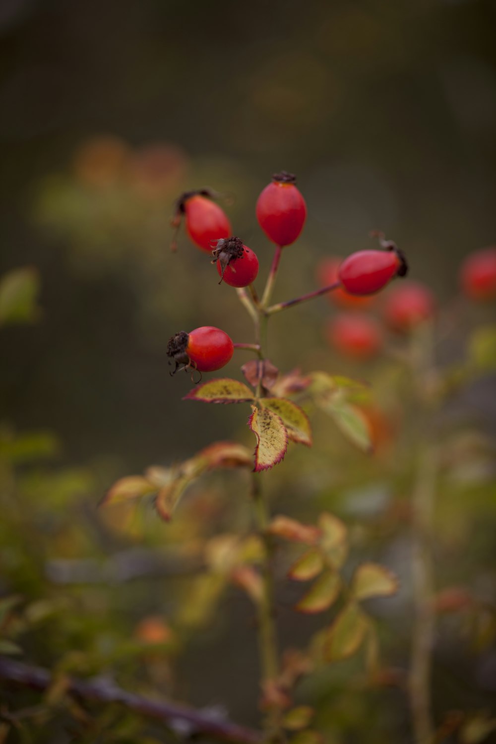 a close up of a plant with red flowers