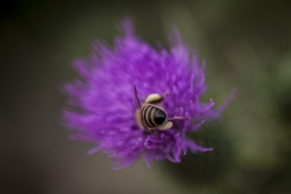 Un primo piano di un fiore viola con un'ape su di esso