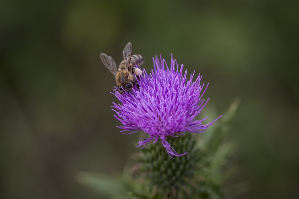 a bee is sitting on a purple flower