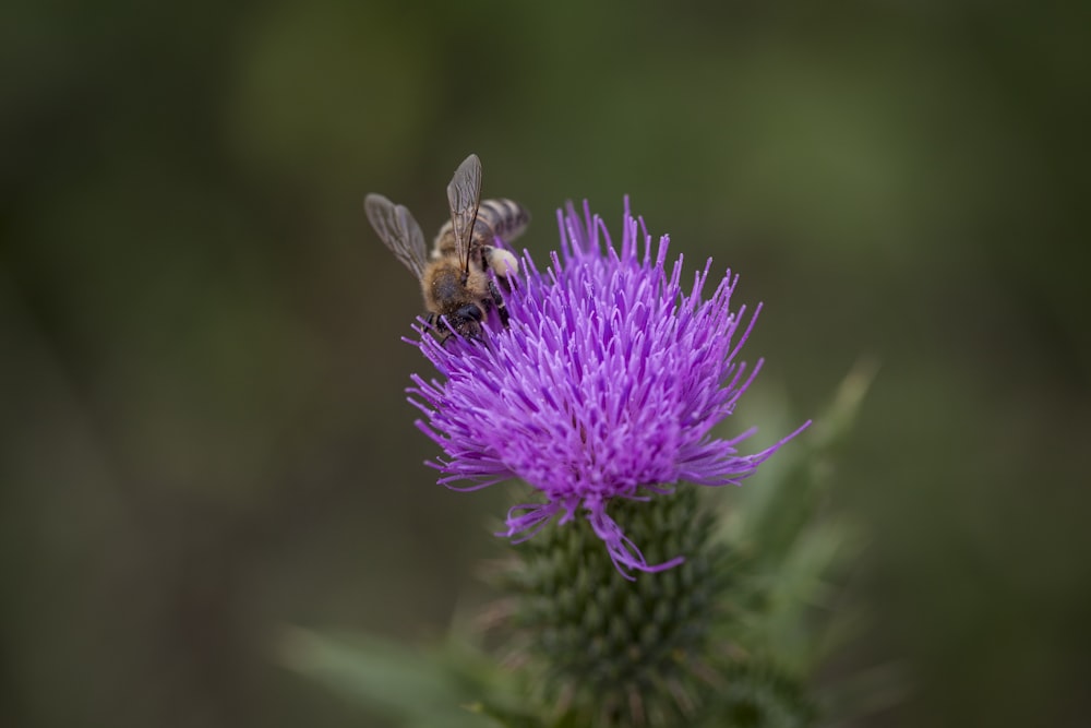 Un'ape è seduta su un fiore viola