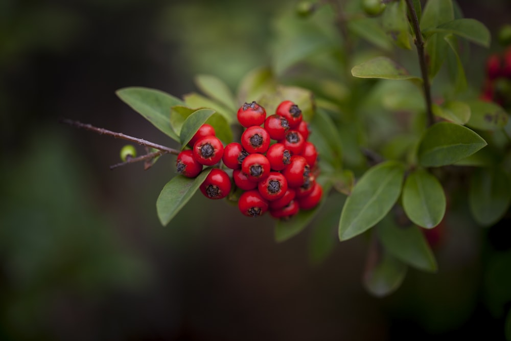 a bunch of berries that are on a tree