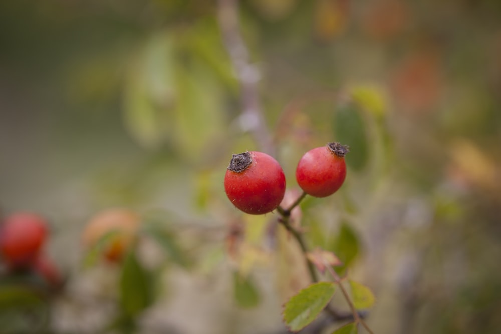 a couple of red berries hanging from a tree