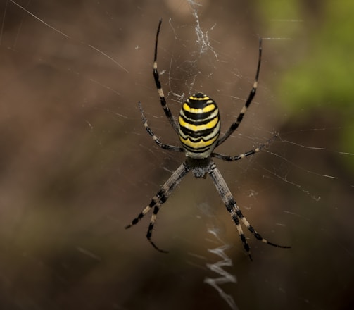 a yellow and black striped spider on its web