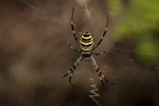 a yellow and black striped spider on its web