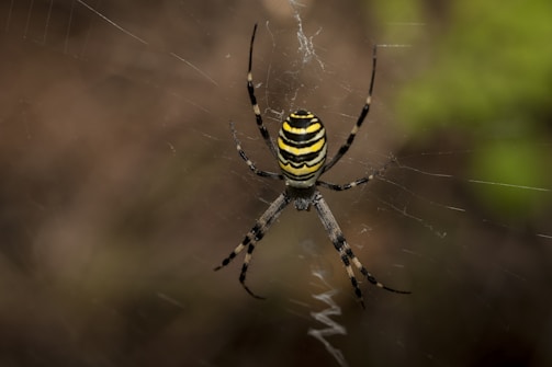 a yellow and black striped spider on its web