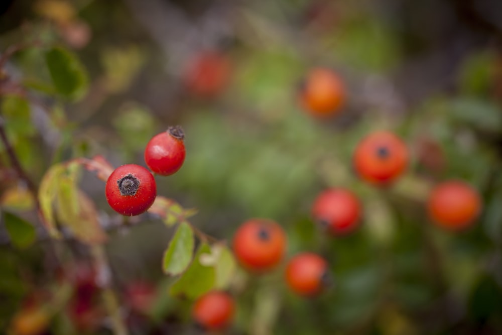 a close up of some berries on a tree