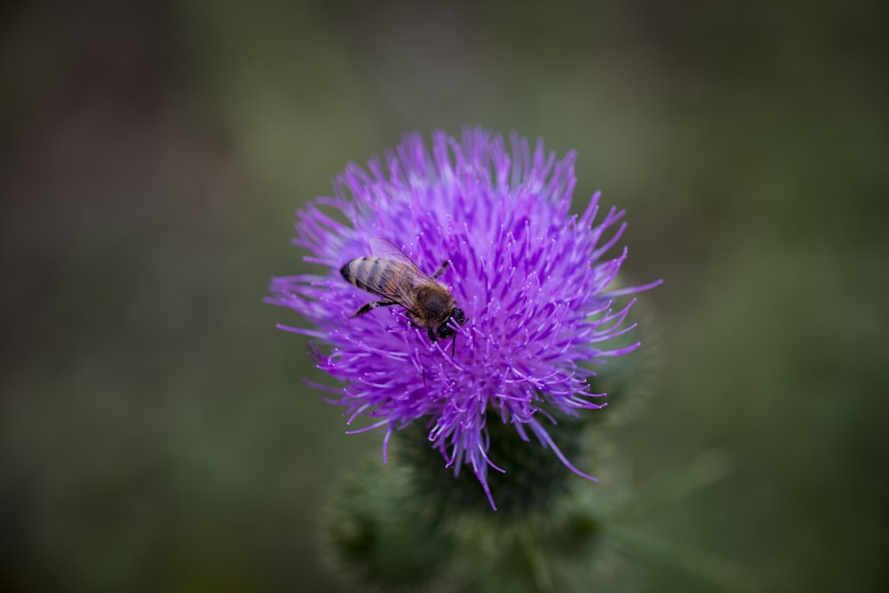 une fleur violette avec une abeille dessus