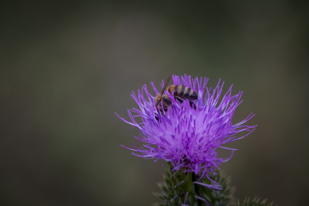 a bee sitting on top of a purple flower