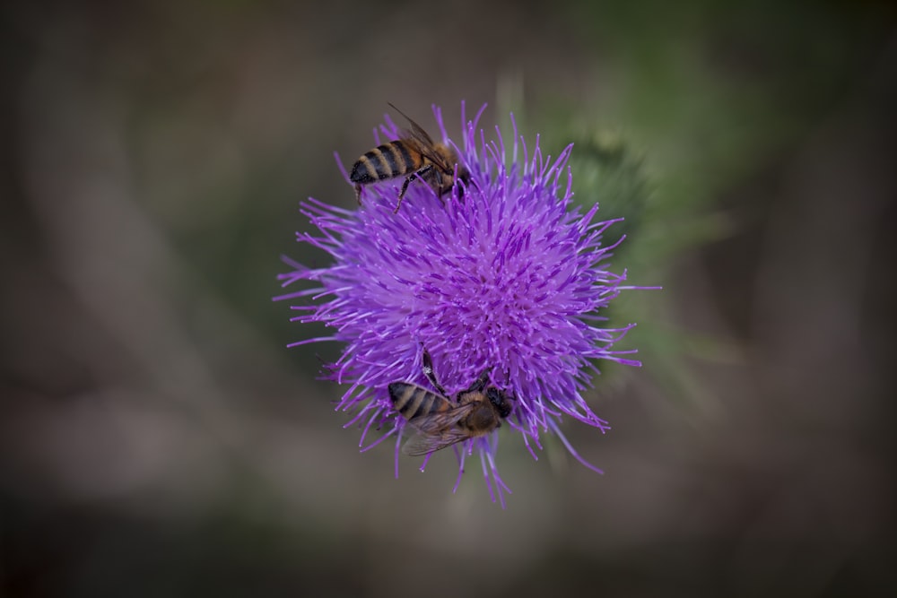 two bees on a purple flower with blurry background