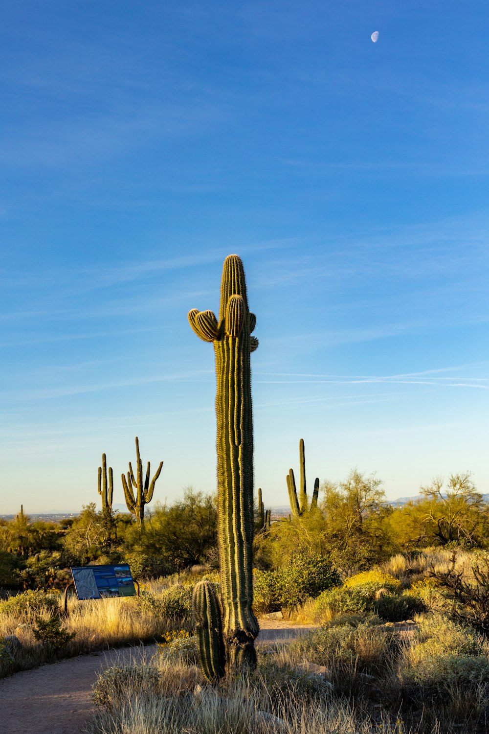 a large cactus standing in the middle of a desert