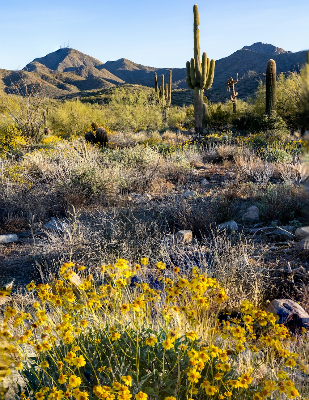 a field of wildflowers and cacti with mountains in the background