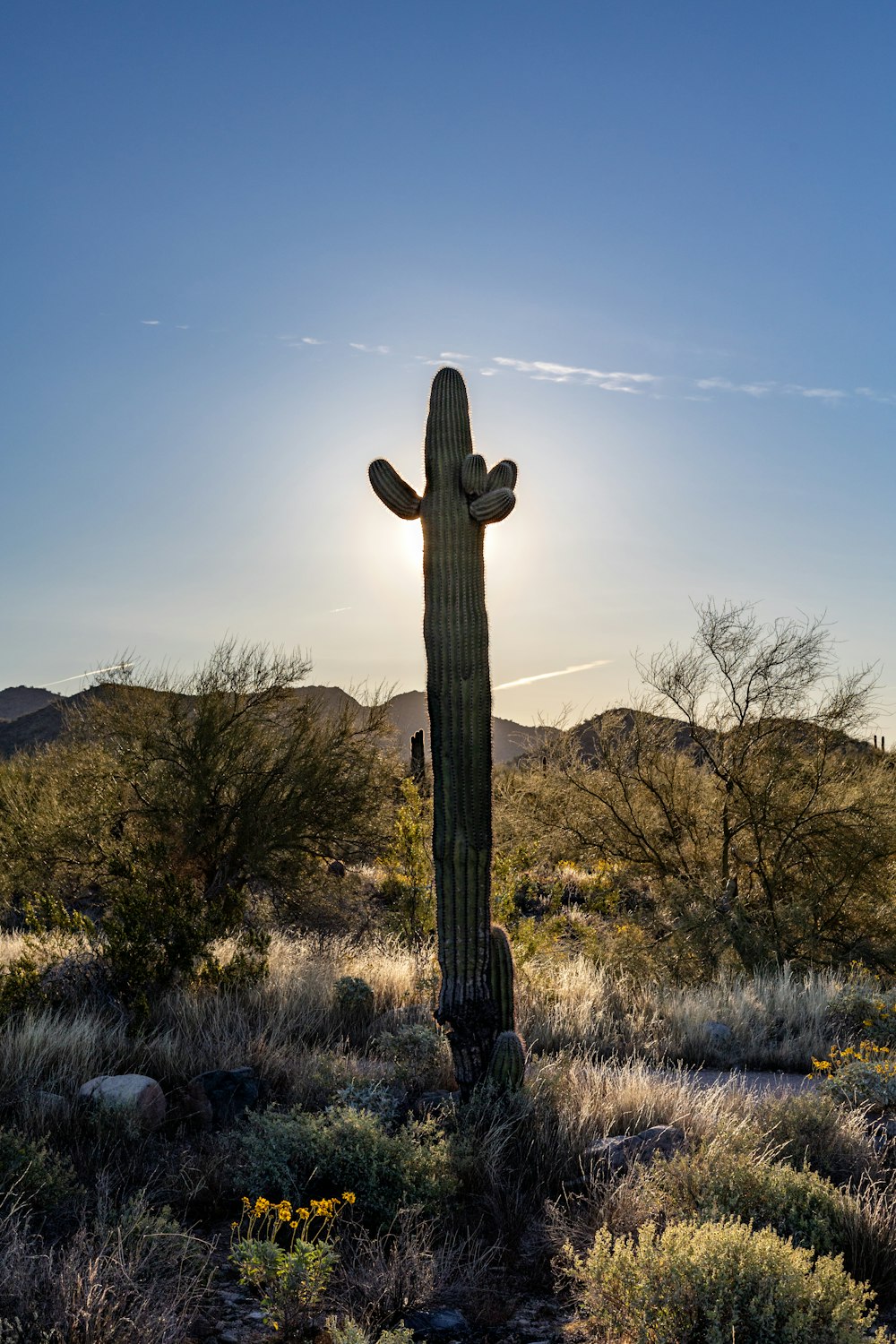 a large cactus in the middle of a desert