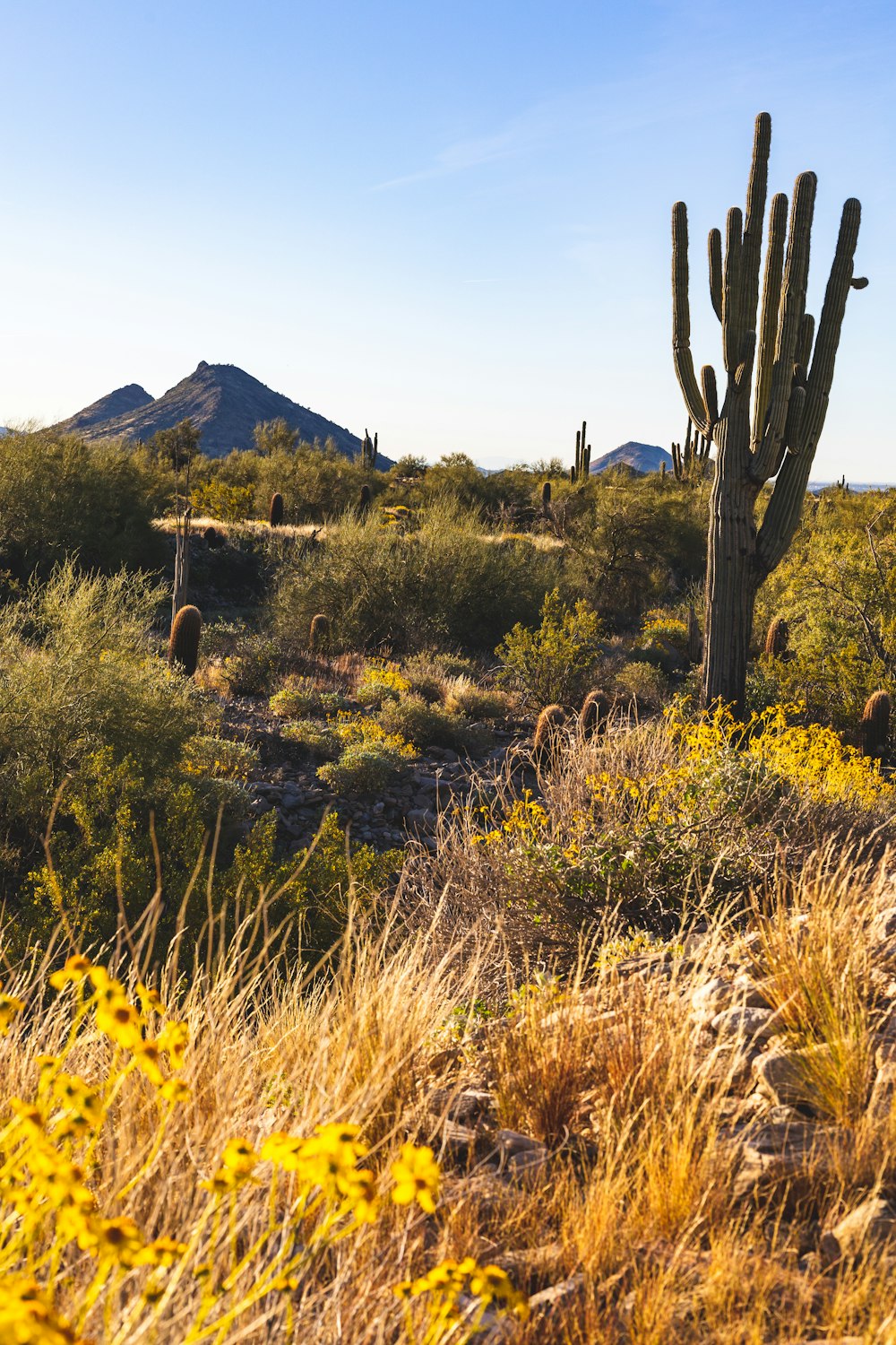 a large cactus in the middle of a desert