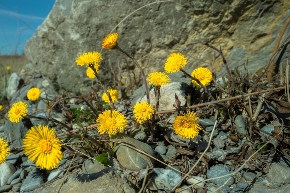 a bunch of yellow dandelions growing out of the rocks