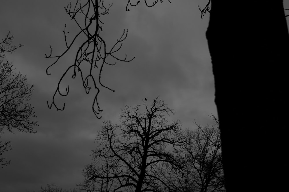 a black and white photo of trees with no leaves