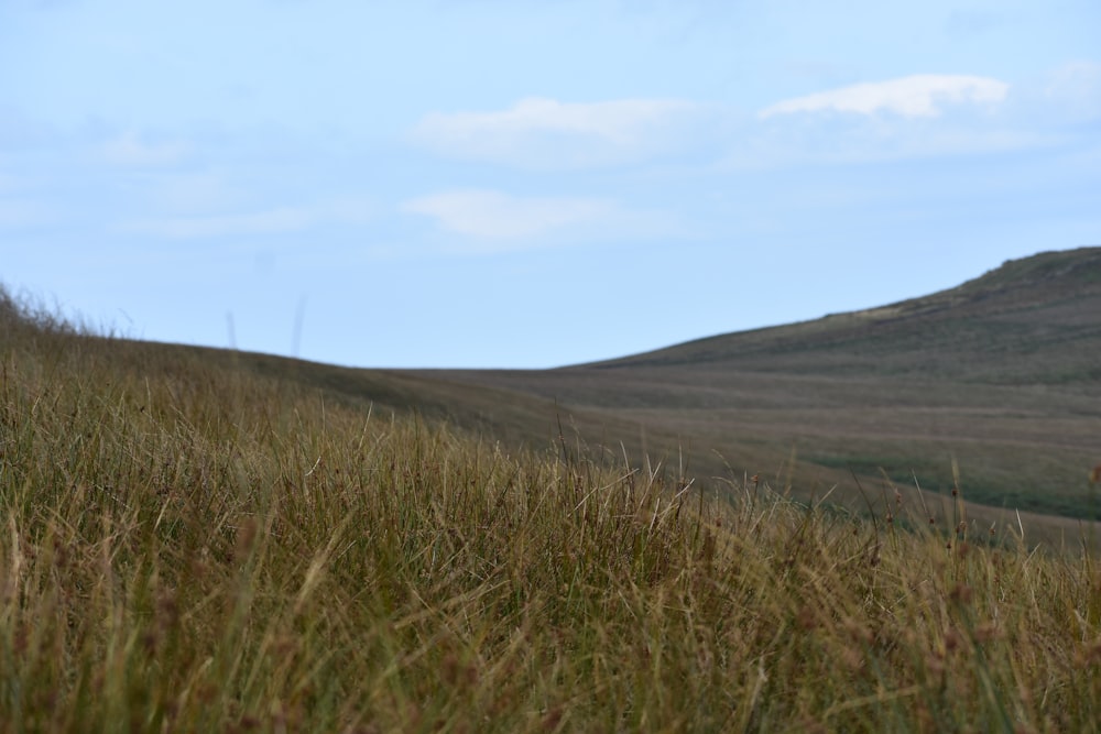 a lone horse standing in a field of tall grass