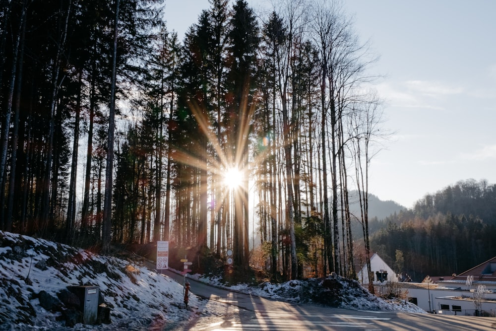 the sun is shining through the trees in the snow