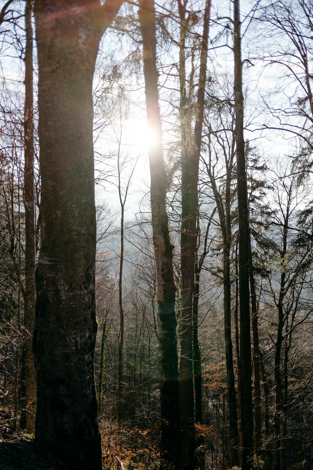 the sun shines through the trees in the woods