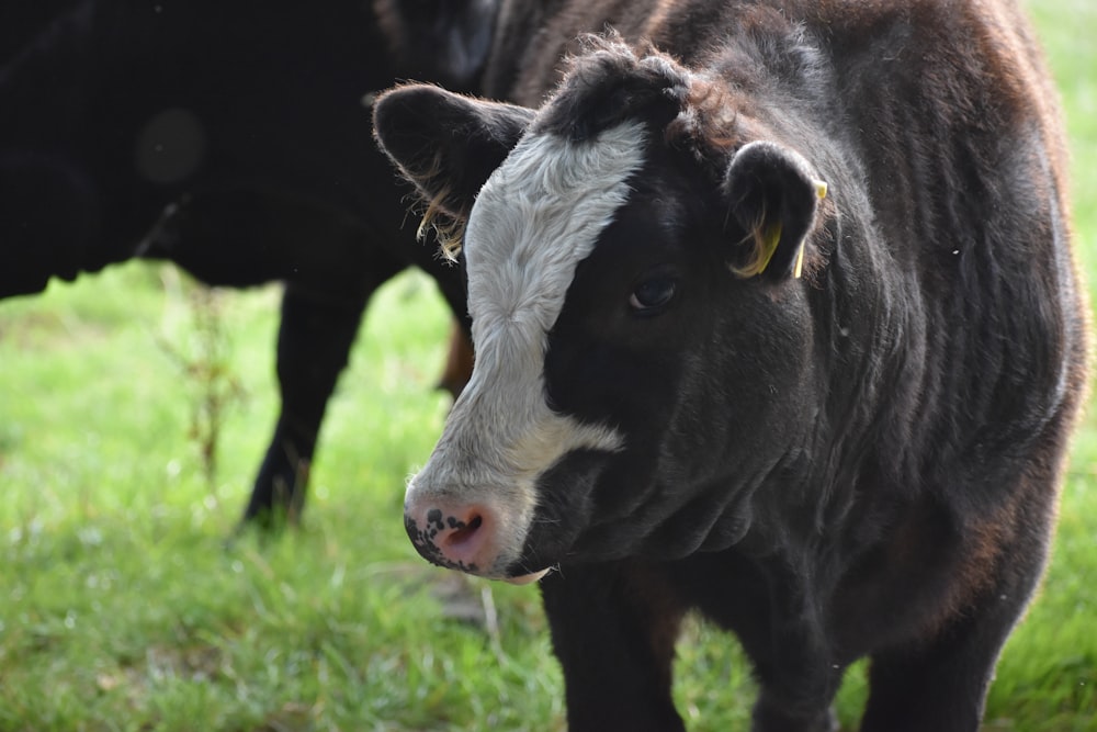 a black and white cow standing on top of a lush green field