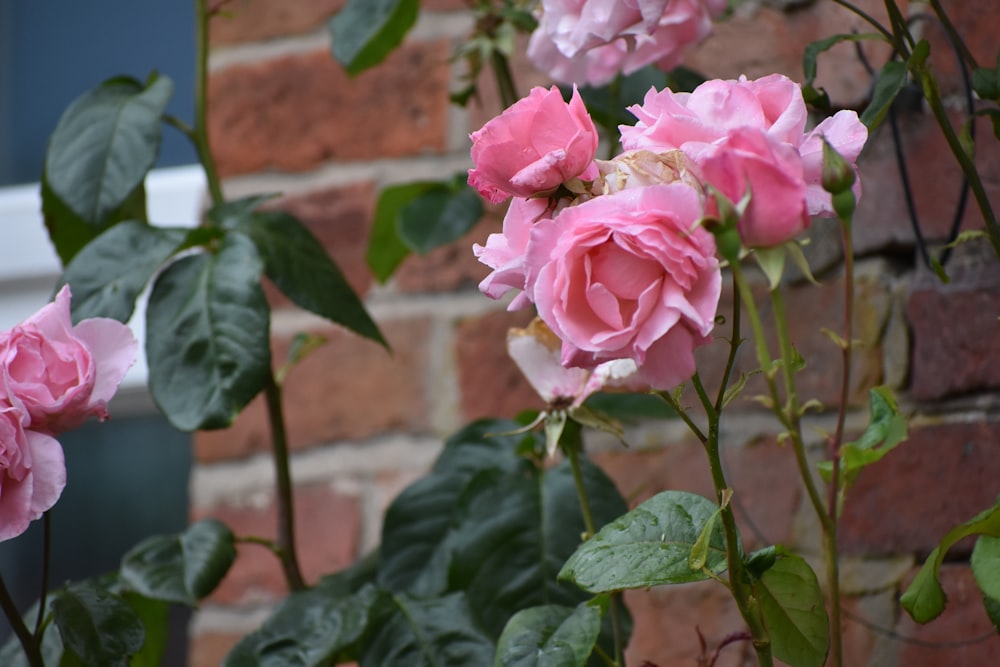 a bush of pink roses in front of a brick wall