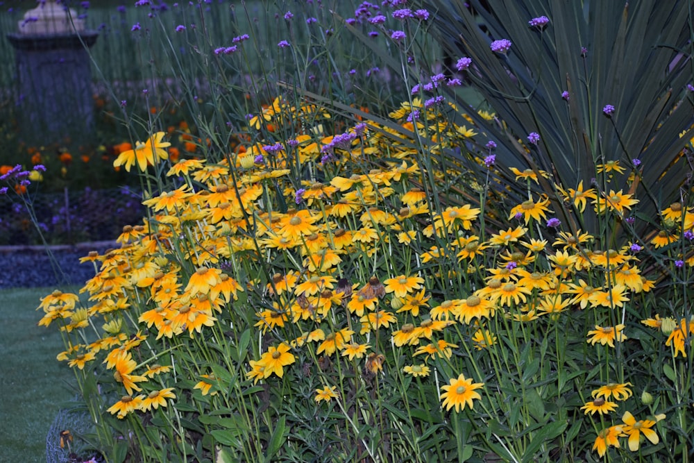 a garden filled with lots of yellow and purple flowers