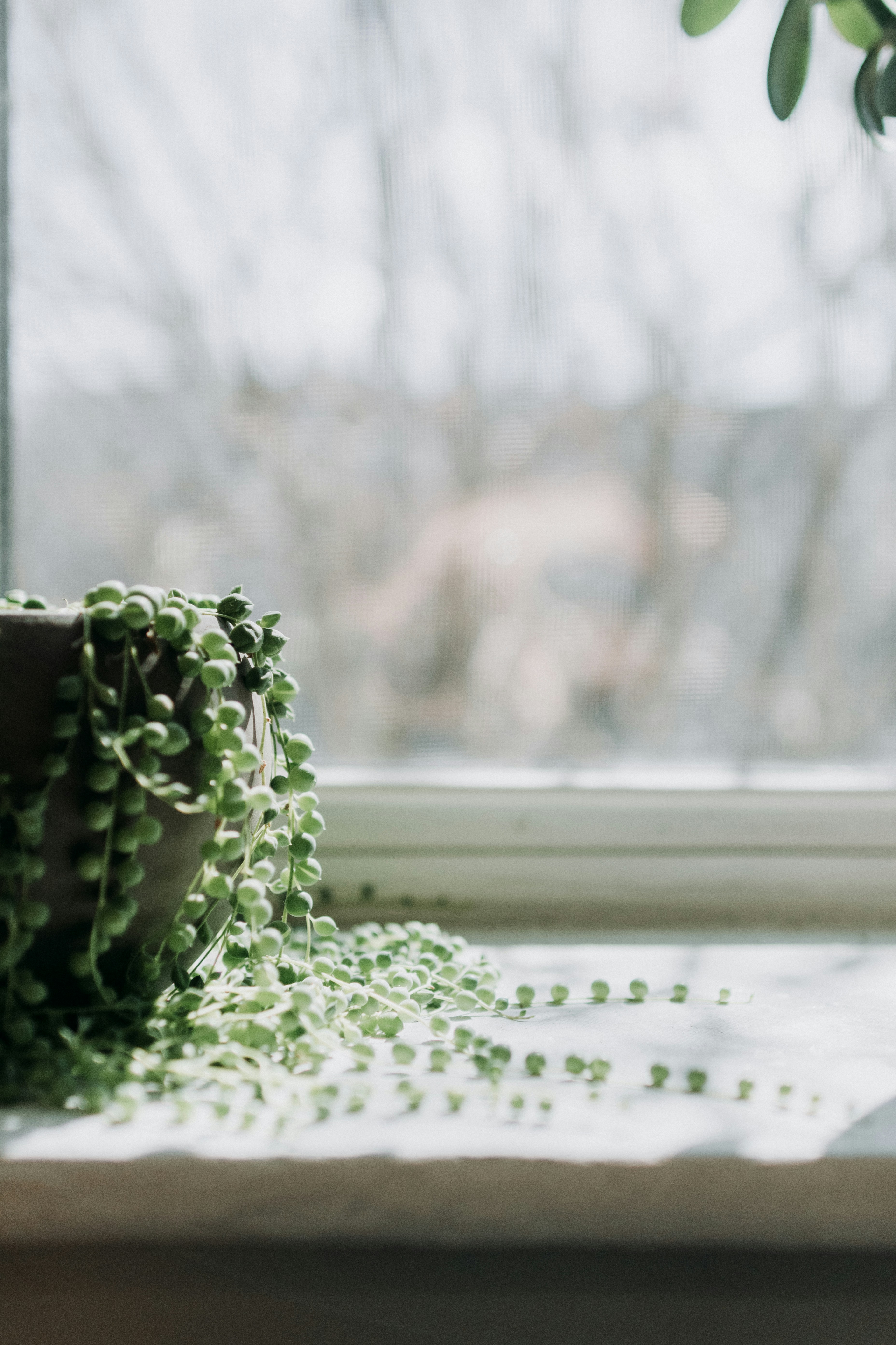 a potted plant sitting on top of a window sill