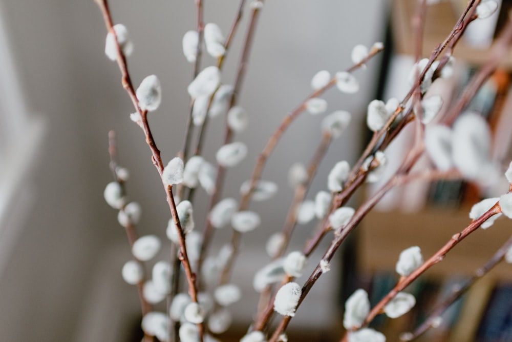 a close up of a branch with white flowers