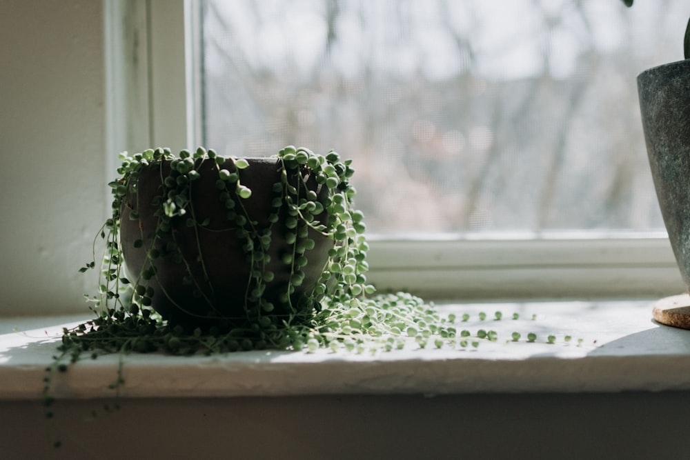 a potted plant sitting on top of a window sill