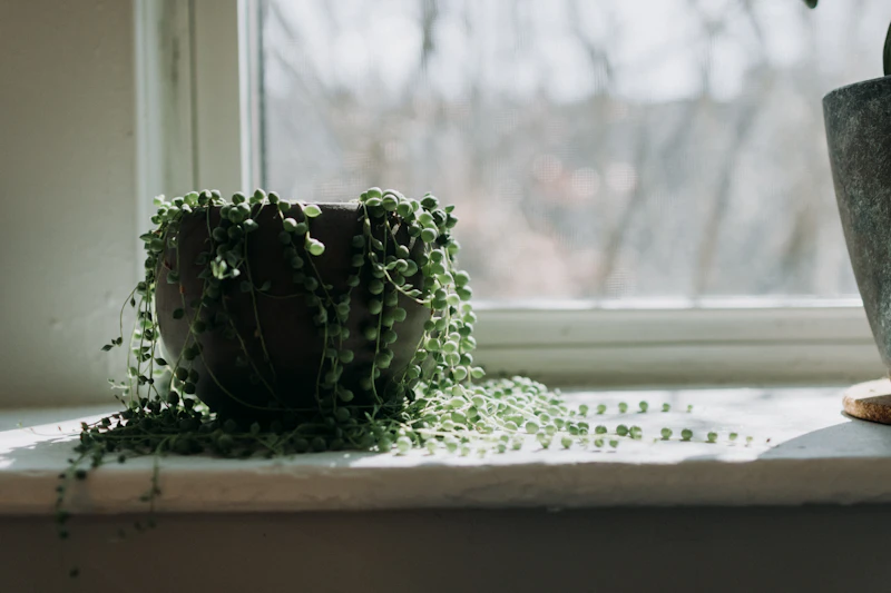 String of Pearls