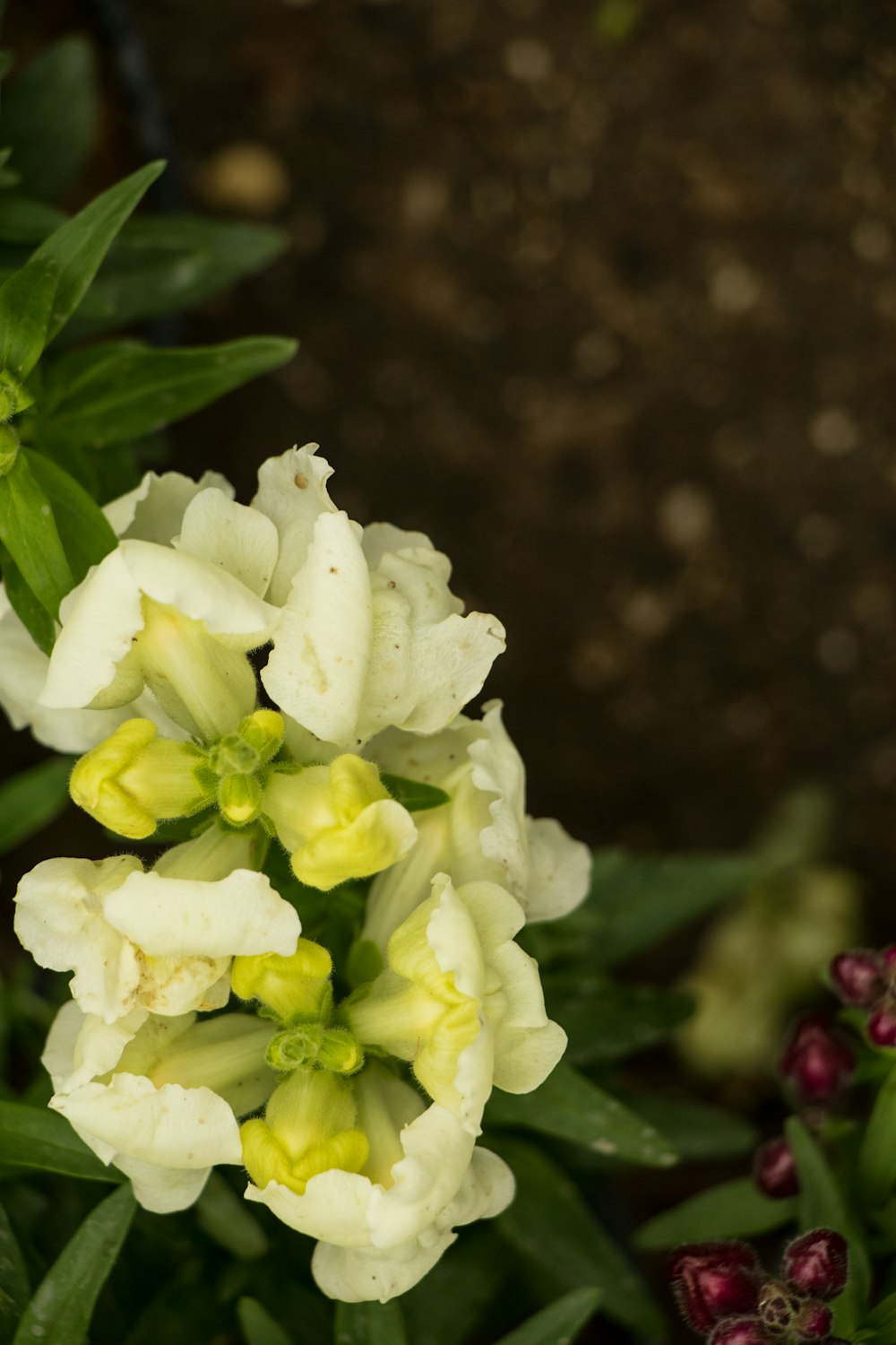 a close up of a white and yellow flower