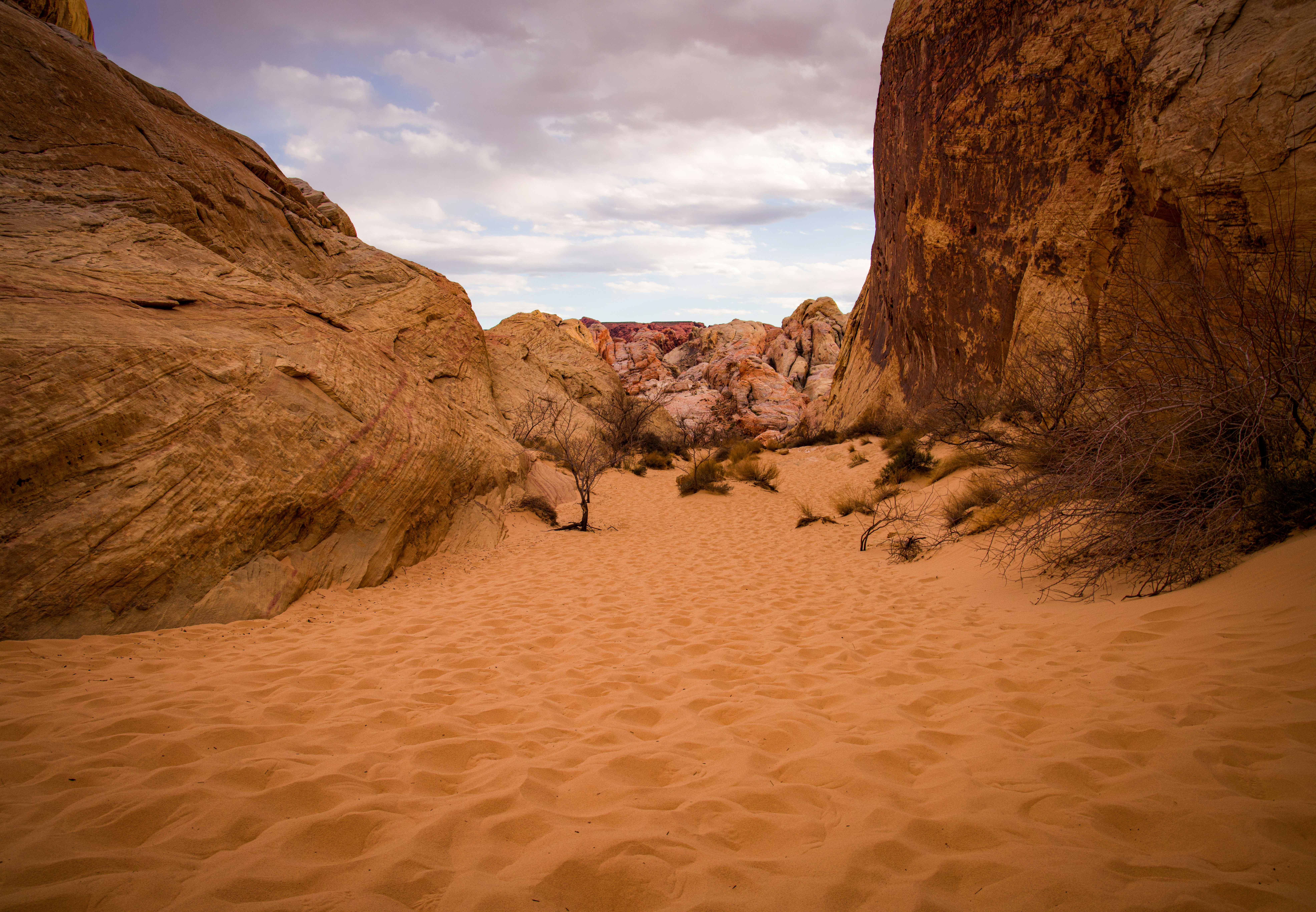 a sandy area with rocks and plants growing out of it