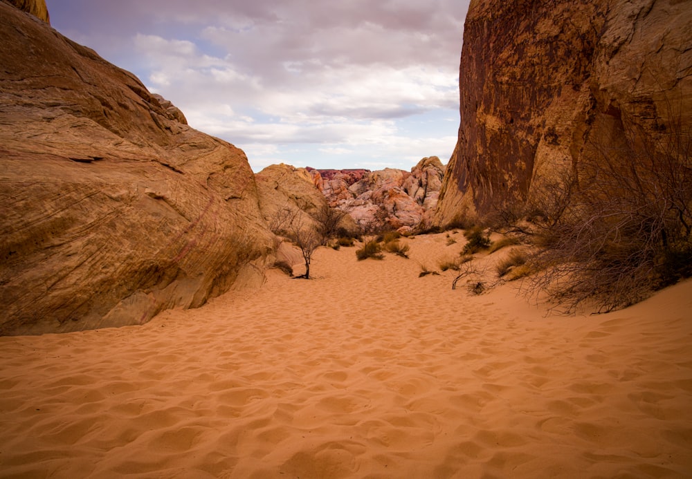 a sandy area with rocks and plants growing out of it