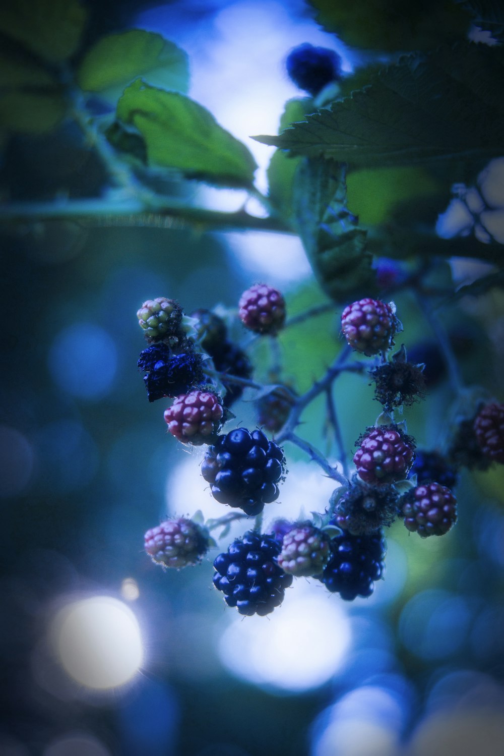 a bunch of berries hanging from a tree branch