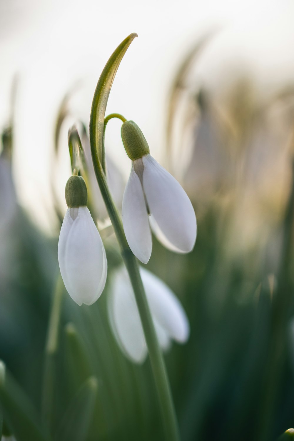 a group of white flowers with green stems