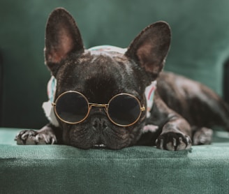 a small dog wearing sunglasses laying on a couch