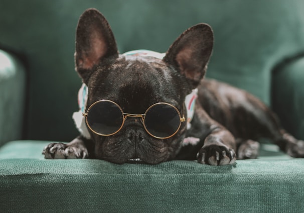 a small dog wearing sunglasses laying on a couch