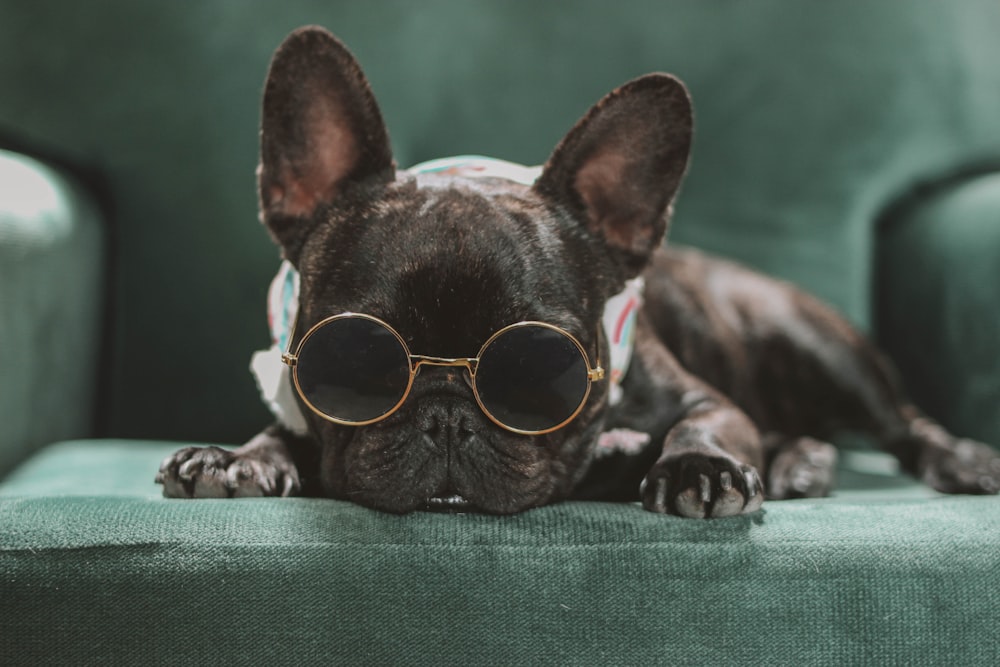 a small dog wearing sunglasses laying on a couch