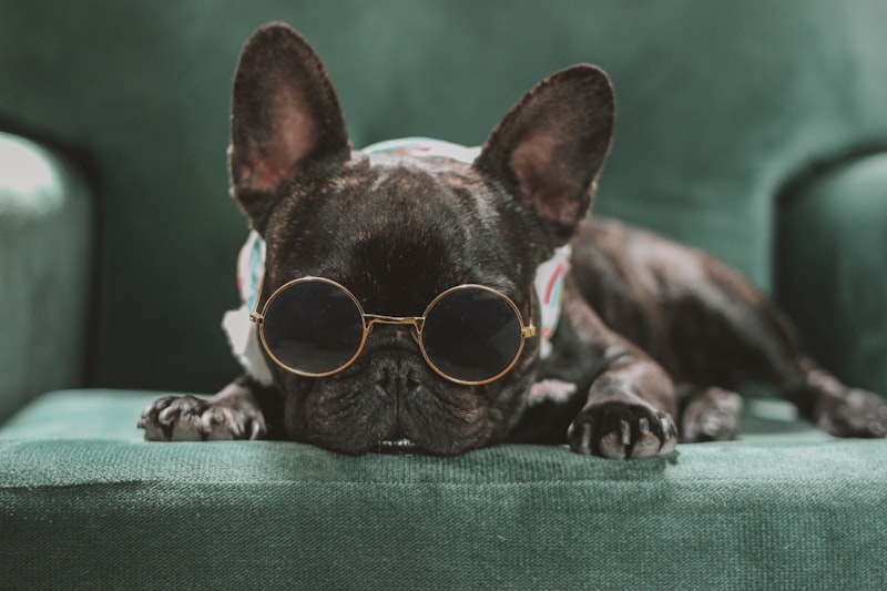 Puppy wearing sunglasses
