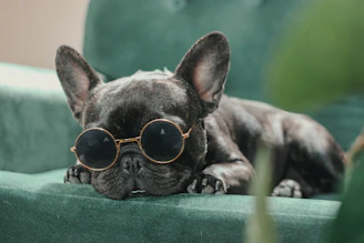 a small dog wearing sunglasses laying on a couch