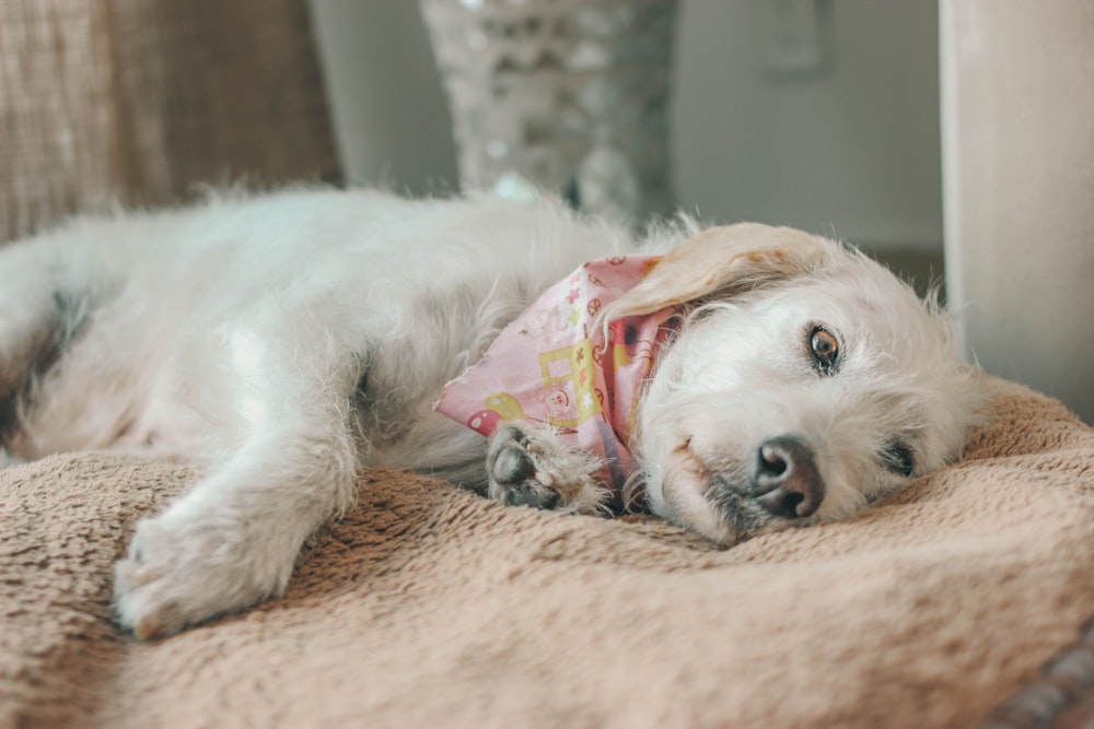a white dog laying on top of a blanket