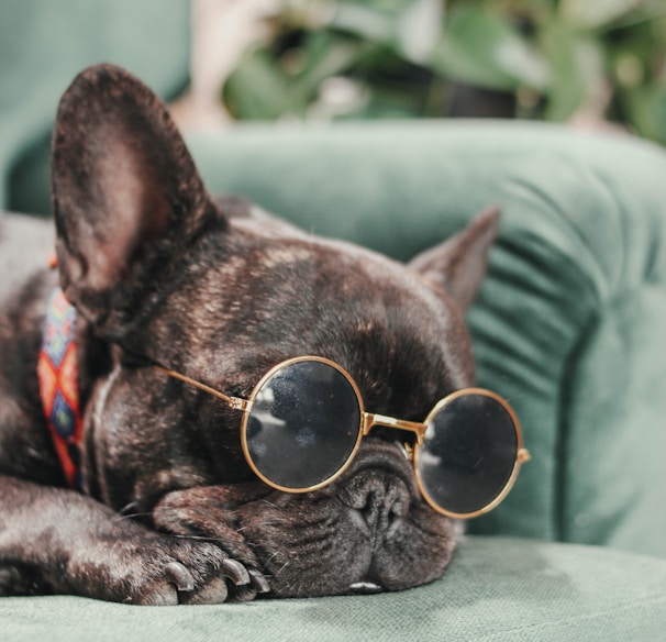 a small dog wearing sunglasses laying on a couch