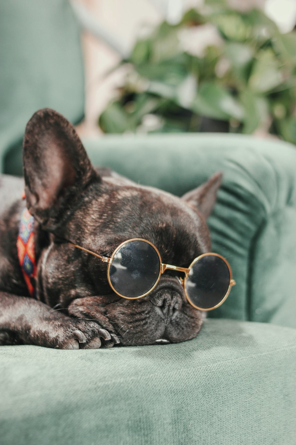 a small dog wearing sunglasses laying on a couch