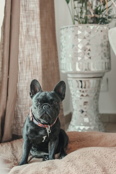 A black French Bulldog with an attentive expression sits on a soft beige blanket. Behind the dog, there is a shiny, decorative silver pot with green plants, and a brown sheer curtain to the side.
