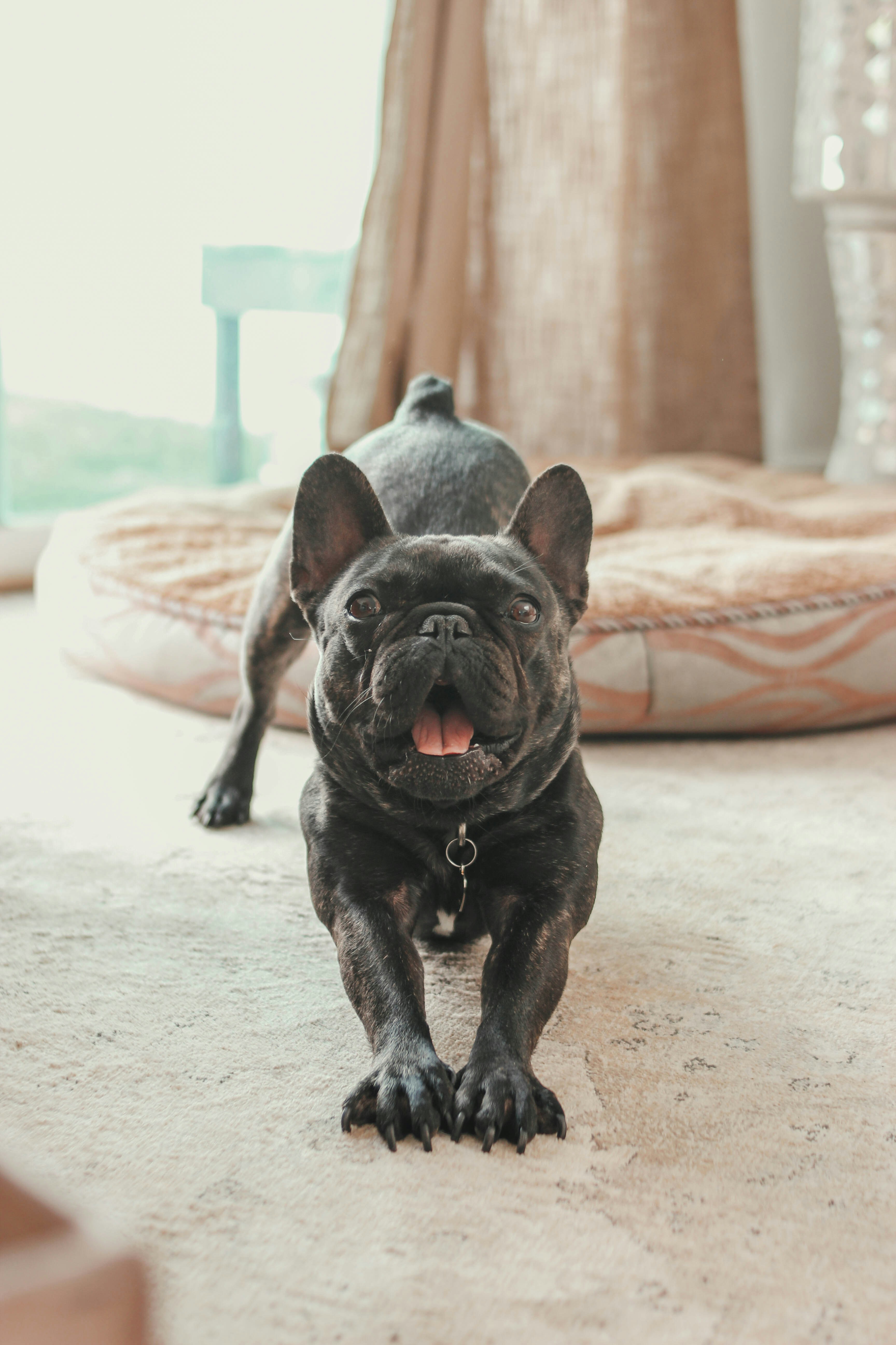 french bulldog playing