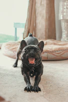 A merle French Bulldog puppy playfully tugging on a colorful rope toy in a bright play area.
