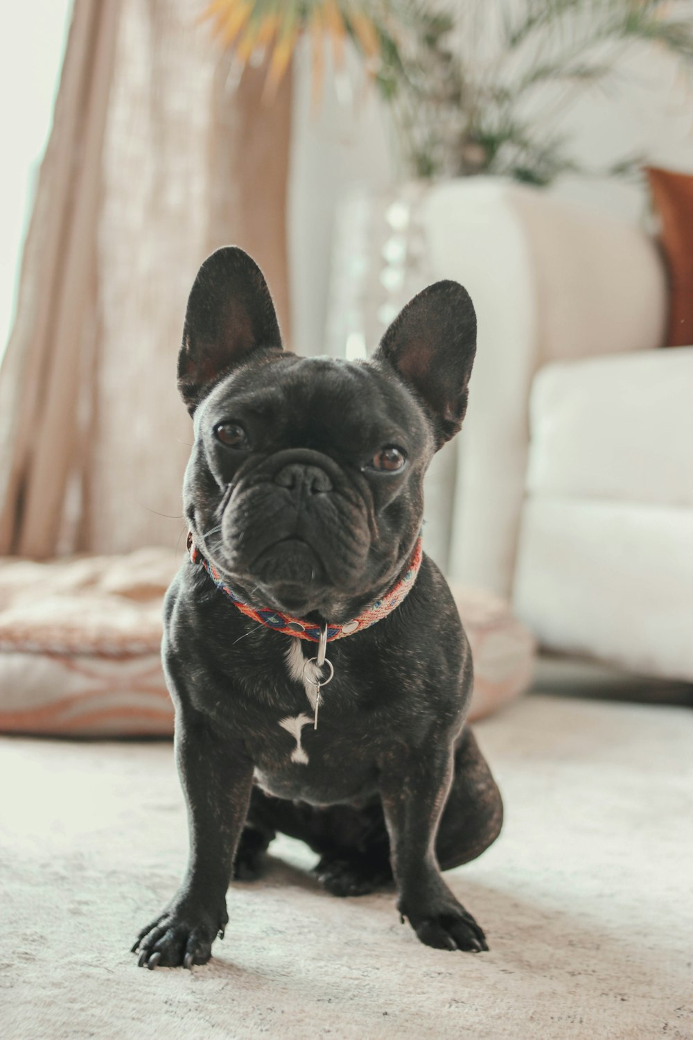 a small black dog sitting on the floor