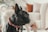 a small black dog standing on a white rug