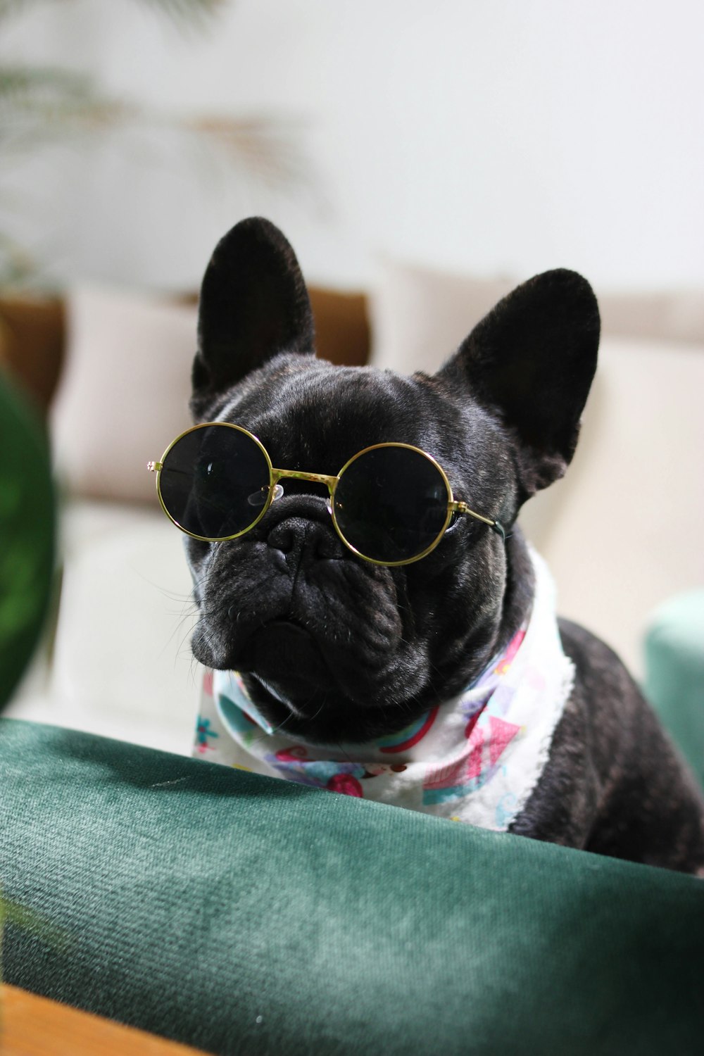 a small dog wearing sunglasses sitting on a chair